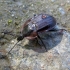 Black snail beetle - Phosphuga atrata | Fotografijos autorius : Vitalii Alekseev | © Macronature.eu | Macro photography web site