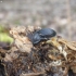 Black snail beetle - Phosphuga atrata | Fotografijos autorius : Agnė Kulpytė | © Macronature.eu | Macro photography web site