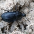 Black snail beetle - Phosphuga atrata | Fotografijos autorius : Vilius Grigaliūnas | © Macronature.eu | Macro photography web site