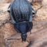 Black snail beetle - Phosphuga atrata | Fotografijos autorius : Arūnas Eismantas | © Macronature.eu | Macro photography web site