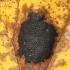 Black tar spot - Rhytisma acerinum | Fotografijos autorius : Vytautas Gluoksnis | © Macronature.eu | Macro photography web site