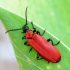 Black-headed Cardinal Beetle | Pyrochroa coccinea | Fotografijos autorius : Darius Baužys | © Macronature.eu | Macro photography web site