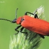 Black-headed Cardinal Beetle - Pyrochroa coccinea | Fotografijos autorius : Arūnas Eismantas | © Macronature.eu | Macro photography web site