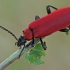 Black-headed Cardinal Beetle - Pyrochroa coccinea | Fotografijos autorius : Gintautas Steiblys | © Macronature.eu | Macro photography web site
