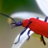 Black-headed Cardinal Beetle - Pyrochroa coccinea | Fotografijos autorius : Gediminas Gražulevičius | © Macronature.eu | Macro photography web site