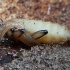 Black-spotted longhorn beetle - Rhagium mordax, pupa | Fotografijos autorius : Gintautas Steiblys | © Macronature.eu | Macro photography web site