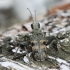 Black-spotted longhorn beetle - Rhagium mordax | Fotografijos autorius : Vytautas Gluoksnis | © Macronature.eu | Macro photography web site