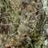 Black-spotted longhorn beetle - Rhagium mordax | Fotografijos autorius : Kazimieras Martinaitis | © Macronature.eu | Macro photography web site
