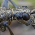 Black-spotted longhorn beetle - Rhagium mordax | Fotografijos autorius : Žilvinas Pūtys | © Macronature.eu | Macro photography web site
