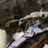 Black-spotted longhorn beetle - Rhagium mordax | Fotografijos autorius : Oskaras Venckus | © Macronature.eu | Macro photography web site