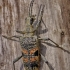 Black-spotted longhorn beetle - Rhagium mordax | Fotografijos autorius : Deividas Makavičius | © Macronature.eu | Macro photography web site