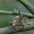 Black-spotted longhorn beetle - Rhagium mordax | Fotografijos autorius : Romas Ferenca | © Macronature.eu | Macro photography web site