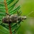 Black-spotted longhorn beetle - Rhagium mordax | Fotografijos autorius : Romas Ferenca | © Macronature.eu | Macro photography web site