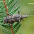 Black-spotted longhorn beetle - Rhagium mordax | Fotografijos autorius : Darius Baužys | © Macronature.eu | Macro photography web site