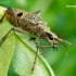 Black-spotted longhorn beetle - Rhagium mordax | Fotografijos autorius : Romas Ferenca | © Macronature.eu | Macro photography web site