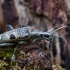 Black-spotted longhorn beetle - Rhagium mordax | Fotografijos autorius : Zita Gasiūnaitė | © Macronature.eu | Macro photography web site