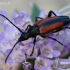 Black-striped Longhorn - Stenurella melanura  | Fotografijos autorius : Gintautas Steiblys | © Macronature.eu | Macro photography web site