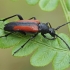 Black-striped Longhorn - Stenurella melanura | Fotografijos autorius : Gintautas Steiblys | © Macronature.eu | Macro photography web site