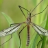 Black-striped cranefly - Tipula vernalis ♂ | Fotografijos autorius : Gintautas Steiblys | © Macronature.eu | Macro photography web site