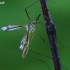 Black-striped cranefly - Tipula vernalis | Fotografijos autorius : Gintautas Steiblys | © Macronature.eu | Macro photography web site