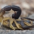 Skorpionas - Hottentotta jayakari | Fotografijos autorius : Žilvinas Pūtys | © Macrogamta.lt | Šis tinklapis priklauso bendruomenei kuri domisi makro fotografija ir fotografuoja gyvąjį makro pasaulį.