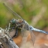 Black-tailed skimmer - Orthetrum cancellatum ♂ | Fotografijos autorius : Gintautas Steiblys | © Macronature.eu | Macro photography web site