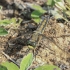 Black-tailed skimmer - Orthetrum cancellatum | Fotografijos autorius : Gintautas Steiblys | © Macronature.eu | Macro photography web site