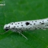 Black-tipped ermine - Yponomeuta plumbella  | Fotografijos autorius : Gintautas Steiblys | © Macronature.eu | Macro photography web site