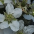 Blackberry - Rubus sp. | Fotografijos autorius : Gintautas Steiblys | © Macronature.eu | Macro photography web site