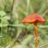 Blackening Waxcap - Hygrocybe conica | Fotografijos autorius : Vidas Brazauskas | © Macronature.eu | Macro photography web site