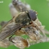 Blacklet - Cheilosia sp.  | Fotografijos autorius : Gintautas Steiblys | © Macronature.eu | Macro photography web site