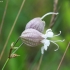 Paprastoji naktižiedė - Silene vulgaris | Fotografijos autorius : Vytautas Gluoksnis | © Macronature.eu | Macro photography web site