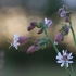 Paprastoji naktižiedė - Silene vulgaris | Fotografijos autorius : Agnė Našlėnienė | © Macronature.eu | Macro photography web site