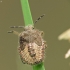 Uoginė skydblakė - dolycoris baccarum | Fotografijos autorius : Vidas Brazauskas | © Macrogamta.lt | Šis tinklapis priklauso bendruomenei kuri domisi makro fotografija ir fotografuoja gyvąjį makro pasaulį.