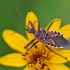 Plėšriablakė - Apiomerus spissipes | Fotografijos autorius : Nomeda Vėlavičienė | © Macrogamta.lt | Šis tinklapis priklauso bendruomenei kuri domisi makro fotografija ir fotografuoja gyvąjį makro pasaulį.