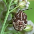 Rausvasparnė skydblakė - Carpocoris purpureipennis, nimfa | Fotografijos autorius : Vidas Brazauskas | © Macrogamta.lt | Šis tinklapis priklauso bendruomenei kuri domisi makro fotografija ir fotografuoja gyvąjį makro pasaulį.