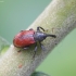 Blindinis gluosniastraublis - Dorytomus dorsalis | Fotografijos autorius : Romas Ferenca | © Macrogamta.lt | Šis tinklapis priklauso bendruomenei kuri domisi makro fotografija ir fotografuoja gyvąjį makro pasaulį.