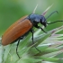 Blister beetle - Zonitis sp. | Fotografijos autorius : Gintautas Steiblys | © Macronature.eu | Macro photography web site