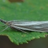 Blizgantysis žolinukas - Crambus perlella | Fotografijos autorius : Gintautas Steiblys | © Macrogamta.lt | Šis tinklapis priklauso bendruomenei kuri domisi makro fotografija ir fotografuoja gyvąjį makro pasaulį.