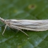 Blizgantysis žolinukas - Crambus perlella | Fotografijos autorius : Žilvinas Pūtys | © Macrogamta.lt | Šis tinklapis priklauso bendruomenei kuri domisi makro fotografija ir fotografuoja gyvąjį makro pasaulį.