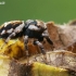 Jumping spider - Evarcha falcata | Fotografijos autorius : Gintautas Steiblys | © Macrogamta.lt | Šis tinklapis priklauso bendruomenei kuri domisi makro fotografija ir fotografuoja gyvąjį makro pasaulį.