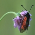 Blood Droplet Burnet - Zygaena minos | Fotografijos autorius : Vidas Brazauskas | © Macronature.eu | Macro photography web site