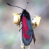 Siauradryžis marguolis - Zygaena minos | Fotografijos autorius : Romas Ferenca | © Macronature.eu | Macro photography web site