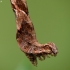 Blood-vein - Timandra comae, caterpillar | Fotografijos autorius : Vidas Brazauskas | © Macronature.eu | Macro photography web site