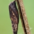 Blood-vein - Timandra comae, pupa | Fotografijos autorius : Gintautas Steiblys | © Macronature.eu | Macro photography web site