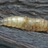 Blow fly - Calliphoridae, larva | Fotografijos autorius : Gintautas Steiblys | © Macronature.eu | Macro photography web site