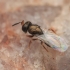 Blowfly chalcid wasp - Nasonia vitripennis | Fotografijos autorius : Gintautas Steiblys | © Macronature.eu | Macro photography web site