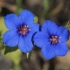 Scarlet Pimpernel, a blue form - Lysimachia arvensis ssp. platyphylla | Fotografijos autorius : Gintautas Steiblys | © Macrogamta.lt | Šis tinklapis priklauso bendruomenei kuri domisi makro fotografija ir fotografuoja gyvąjį makro pasaulį.