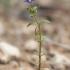 Blue Pimpernel - Lysimachia foemina | Fotografijos autorius : Žilvinas Pūtys | © Macronature.eu | Macro photography web site