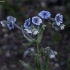 Blue hound's-tongue - Cynoglossum creticum | Fotografijos autorius : Žilvinas Pūtys | © Macronature.eu | Macro photography web site